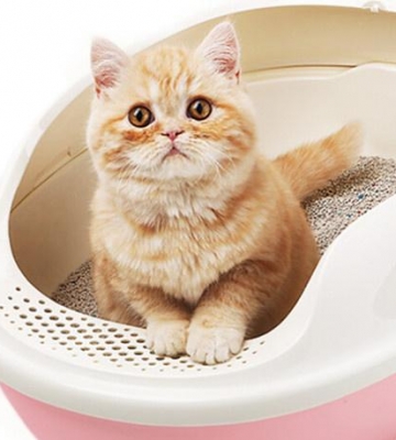 猫猫退烧后不吃东西不便便