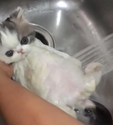 小猫洗澡需要用什么东西是什么情况