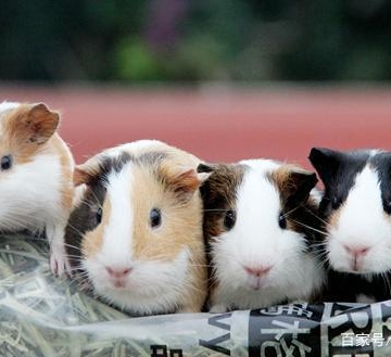 怎么训练荷兰猪不咬人