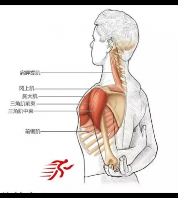 肩部运动图解