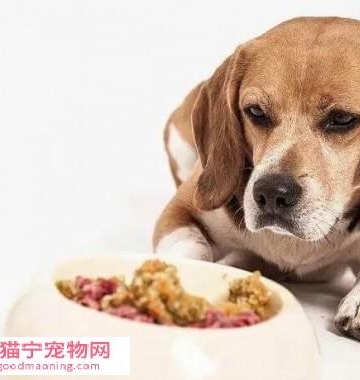 狗狗肠胃炎胀气不吃东西怎么办