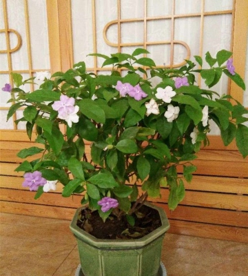 双色茉莉花养殖方法
