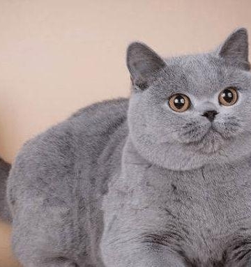 如何训练英国短毛猫