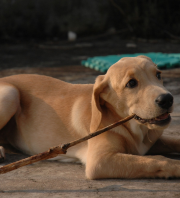 如何训练犬气味找东西