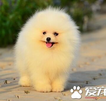 博美狗狗怎么训练视频教程