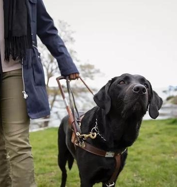 工作犬如何训练