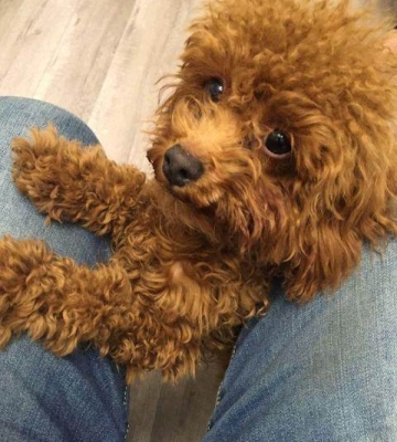 泰迪犬五个月怎么训练