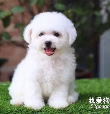 怎么训练比熊犬
