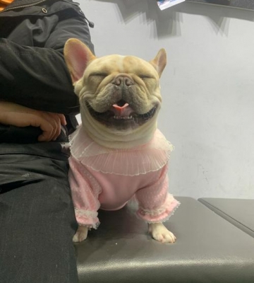 法斗两个月了 训练