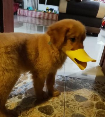 成年金毛乱咬东西