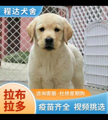如何训练拉布拉多视频