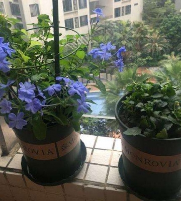蓝雪花盆栽的养殖方法