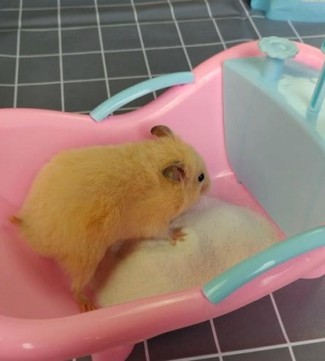 仓鼠洗澡的东西