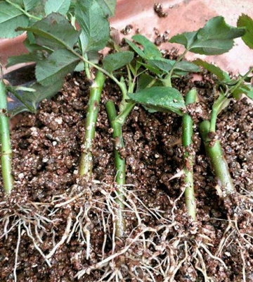 怎样让植物插杆栽培