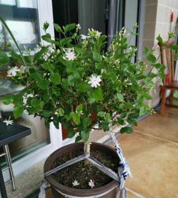重辨茉莉花冬天的养殖方法