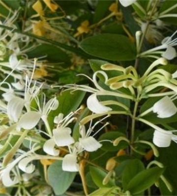 花卉金银花栽培方法