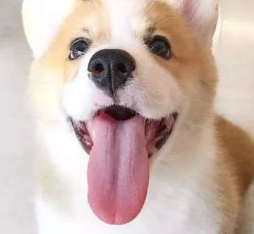 狗舌头缩不回去流口水吃不了东西