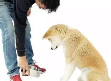 怎么阻止狗随地捡东西