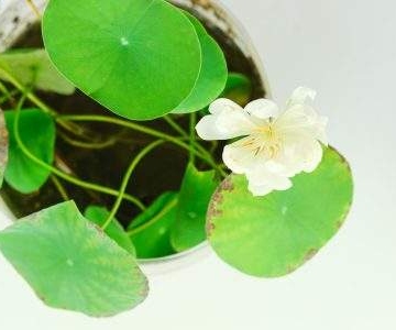 碗莲养殖注意事项