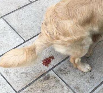 狗狗频繁吐不吃东西