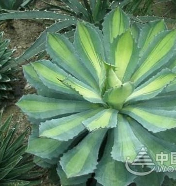龙舌兰的养殖方法
