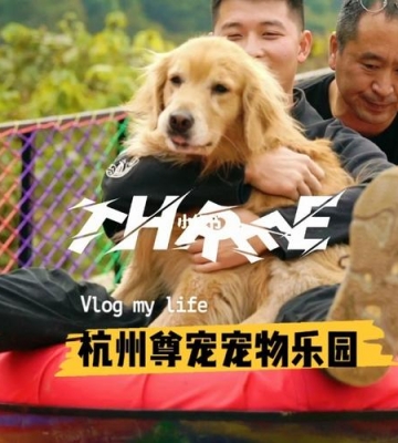 杭州狗狗训练学校