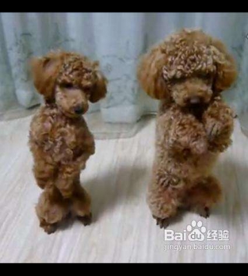 如何训练狗狗站起来