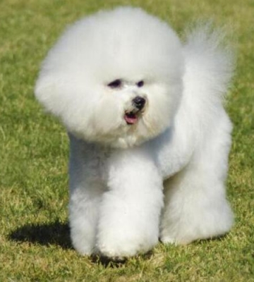 专业比熊犬的训练方法