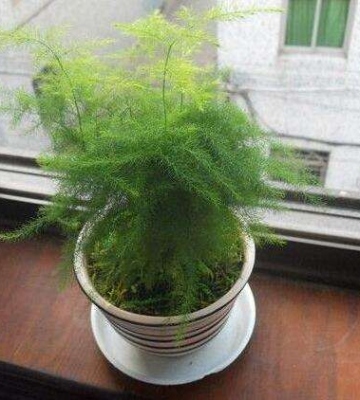 盆栽文竹养殖方法