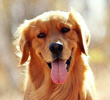 狗狗吃什么东西能增强免疫力