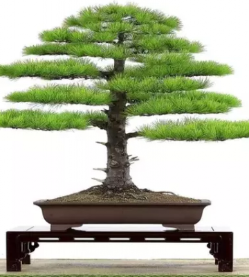盆栽培育需要什么条件