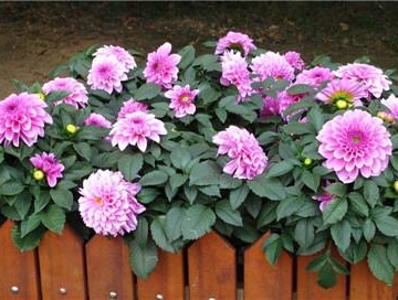 大丽花栽培技术要点