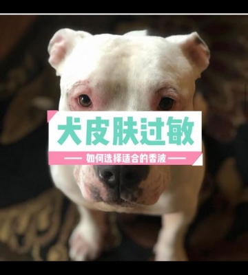 导致狗狗过敏的东西怎么办呢