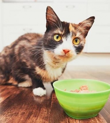 小猫不爱吃东西