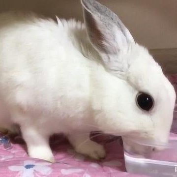 宠物兔不吃东西了