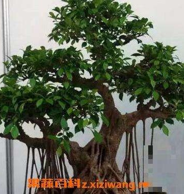 家庭养盆景注意事项