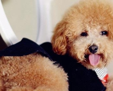 怎么训练泰迪犬拿东西