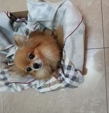 博美脖子上长东西怎么办