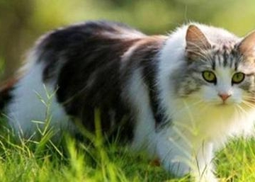 怎么训练小猫温顺