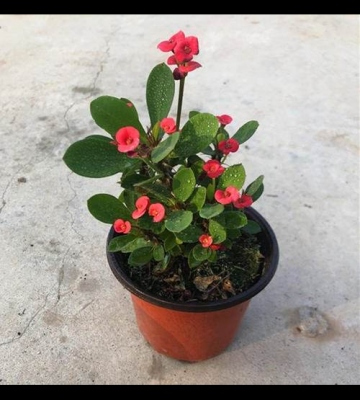 盆栽海棠花的养殖方法