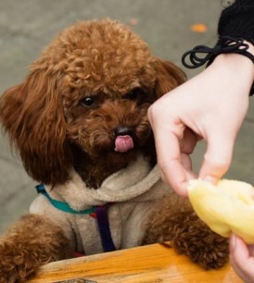 幼泰迪犬怎么不吃东西