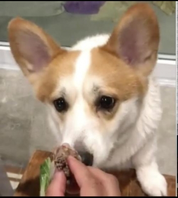 小柯基没有食欲不吃东西