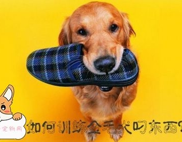 如何让狗狗叼东西