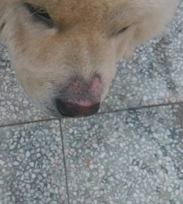 怎么教狗狗不吃鼻子上的东西