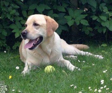 拉布拉多犬正确训练方法
