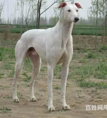 细狗耐力不好怎么训练