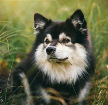 怎么训练犬定点大小便