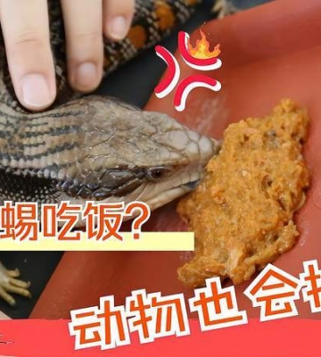 怎么喂蜥蜴吃东西
