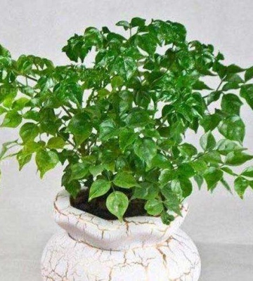 富贵树种植方法