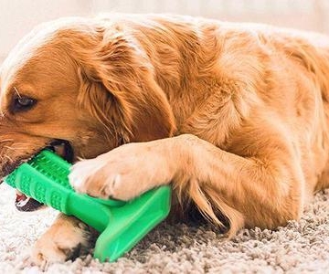 狗狗嘴巴总是嚼东西怎么办